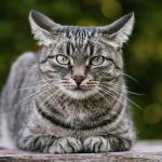 Antifreeze Deaths of Five Cats Investigated