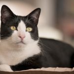 Cat Death Rise: 'It is Like Losing a Family Member'