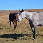 Do Horses Sleep Standing Up?
