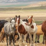 How Long do Horses Sleep?