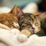 How Much do Cats Sleep?