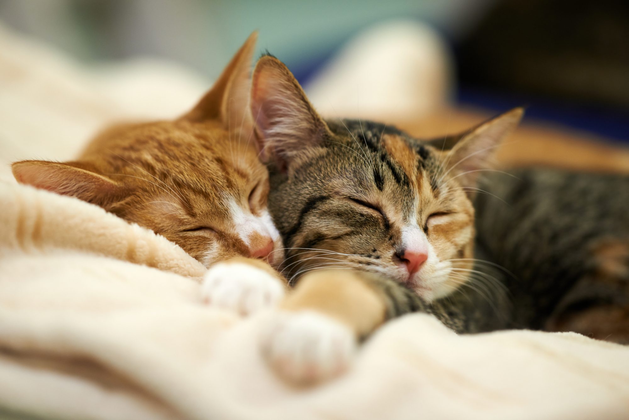 How Much do Cats Sleep?