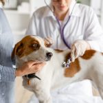 How Often Should I Take My Dog to the Vet?