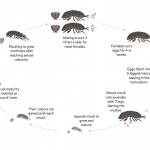 How Quickly do Fleas Reproduce?