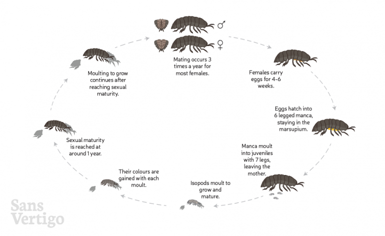How Quickly Do Fleas Reproduce? - Pet Tips And Tricks