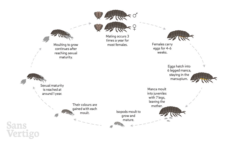 How Quickly do Fleas Reproduce?