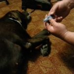 How to Check a Dog's Blood Sugar?
