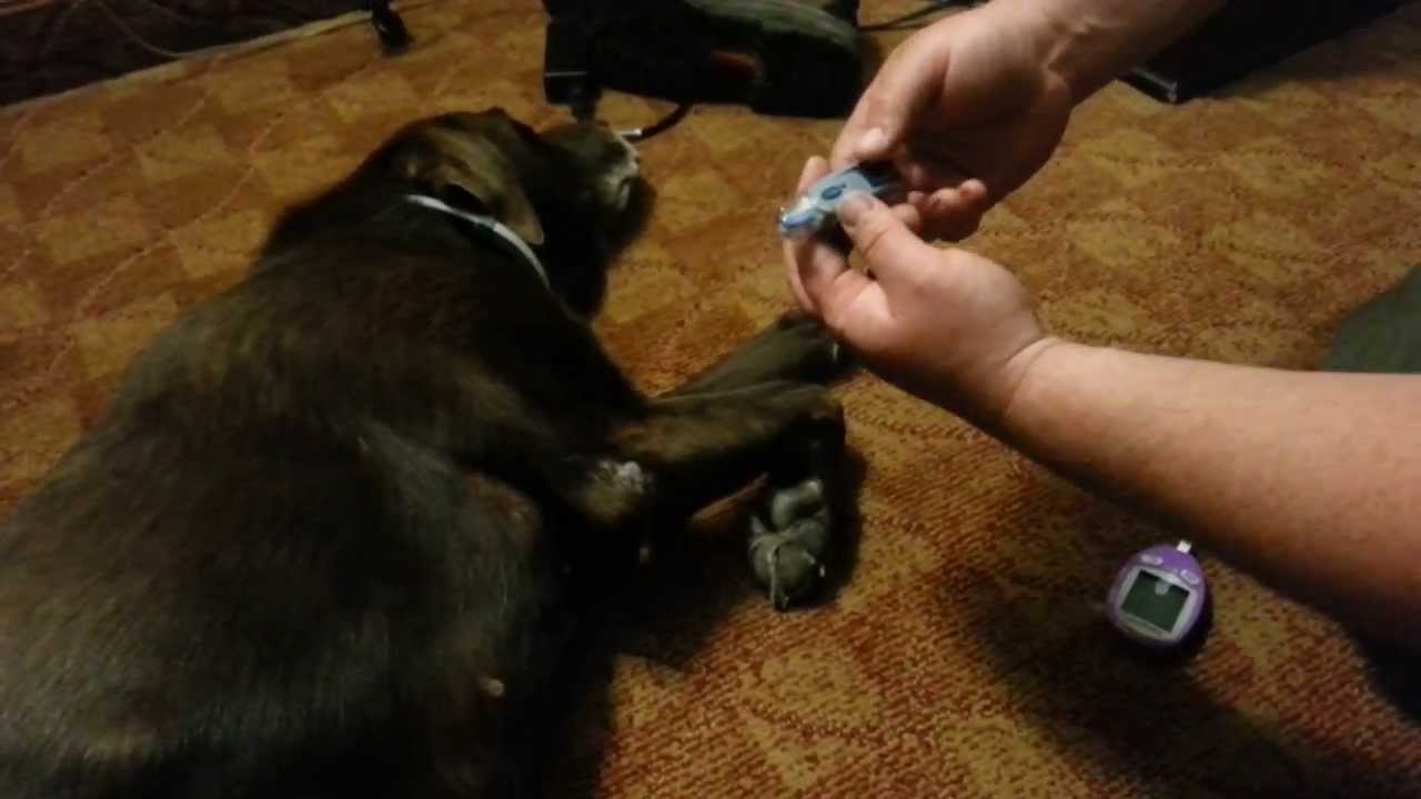 How to Check a Dog's Blood Sugar?
