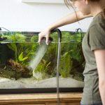 How to Clean a Fish Tank?
