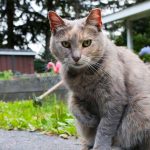 How to Deal with Stray Cats?