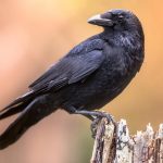 How to Get a Pet Crow?