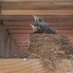 How to Keep Birds from Building Nests?