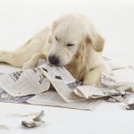 How to Stop a Dog from Chewing?