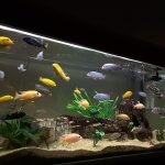 How to Take Care of Fish?
