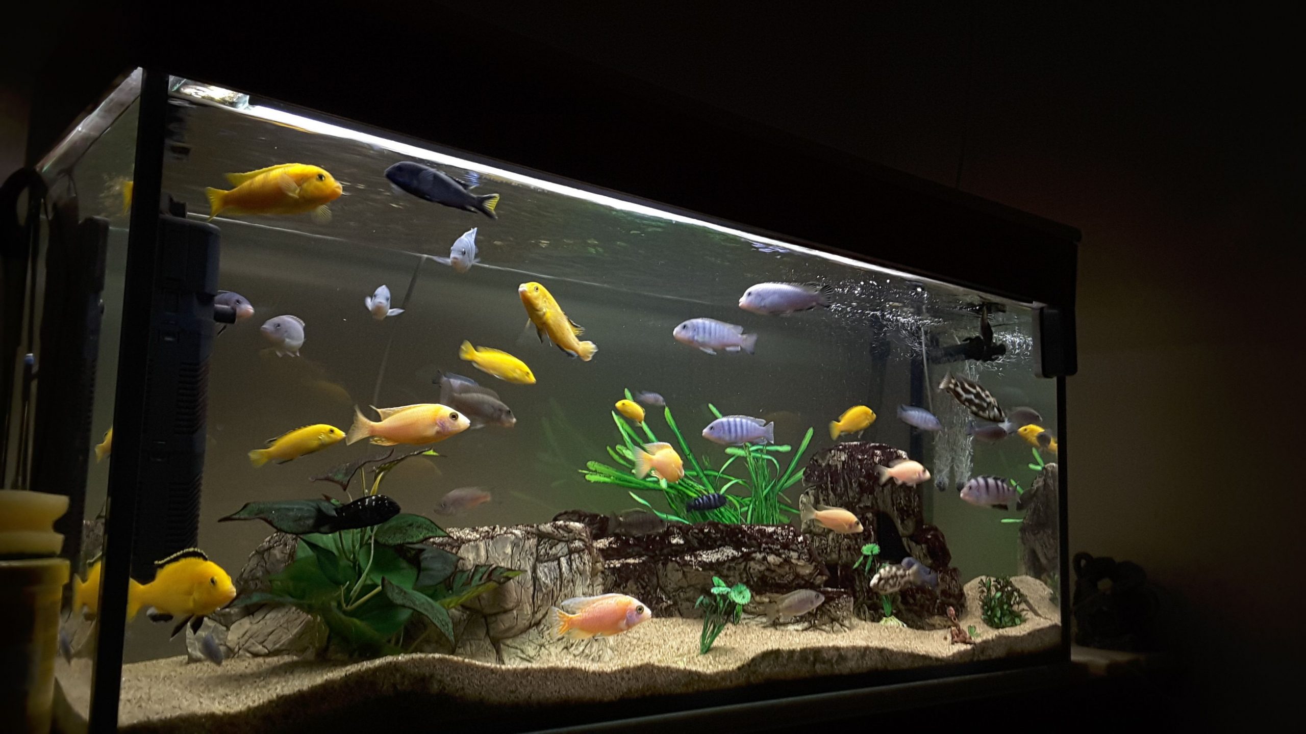 How to Take Care of Fish?