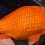 Pet Owners Warned as Giant Goldfish Threaten Lake