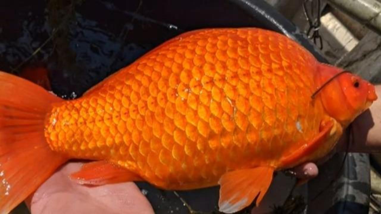 Pet Owners Warned as Giant Goldfish Threaten Lake
