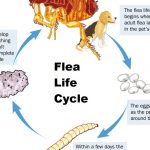The Life Cycle Of A Flea