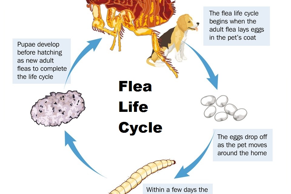 The Life Cycle Of A Flea