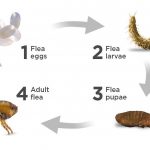 WHERE DOES FLEA LAY EGGS?