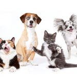 What are the Benefits of Pet Insurance?