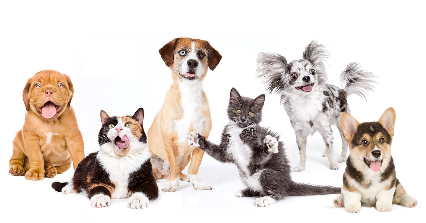 What are the Benefits of Pet Insurance?