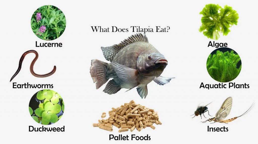 What Do Fish Eat Pet Tips And Tricks