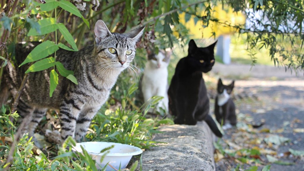 What To Do With Stray Cats? Pet Tips And Tricks