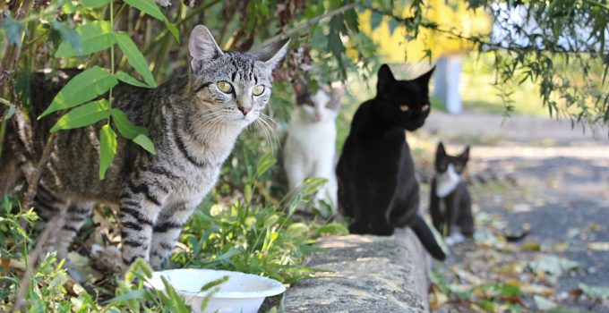 What to Do with Stray Cats?