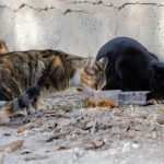 What to Feed Stray Cats?