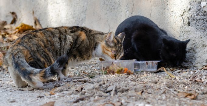 What to Feed Stray Cats?