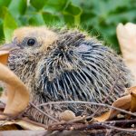 What to Feed a Baby Pigeon?