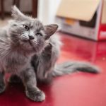 What to do if Your Cat Has Fleas?