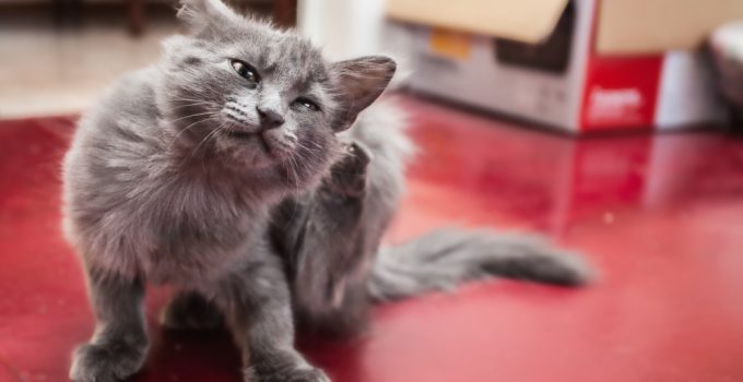 What to do if Your Cat Has Fleas?