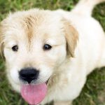 Why do Dogs Eat Poop?