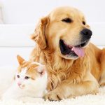 Why is Pet Insurance Important?