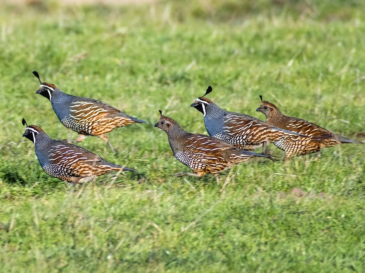 Quails