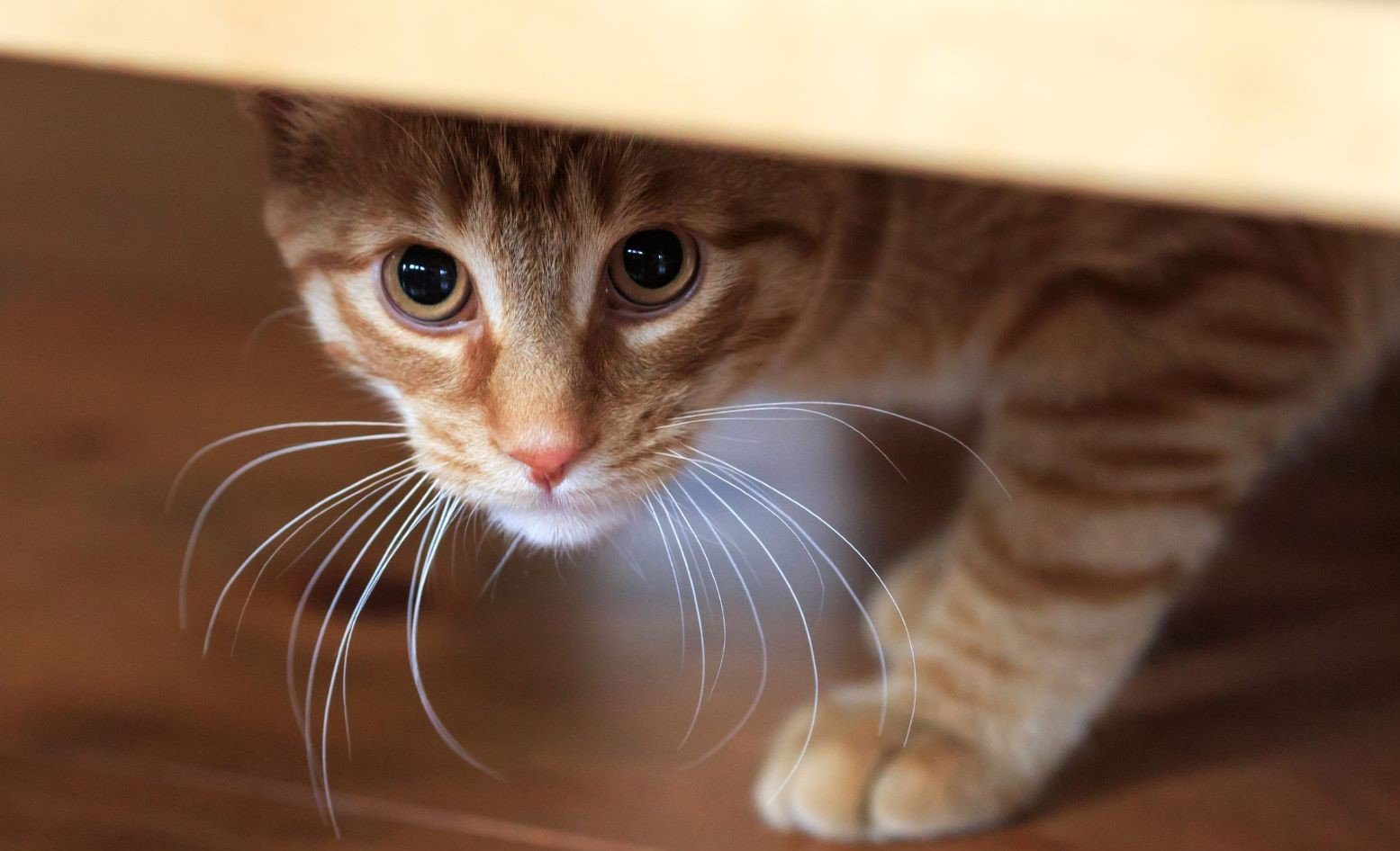 Shy Cat