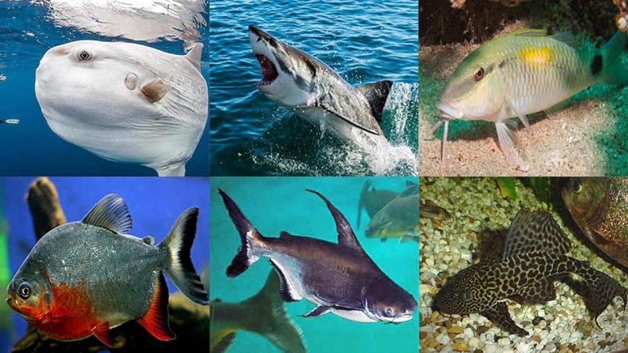 Types of Fish Types of Fish