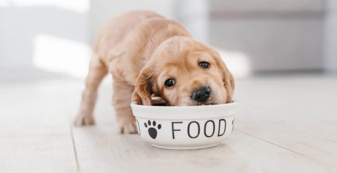 Dog Food