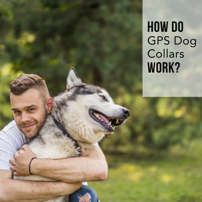 How Do GPS Dog Collars Work