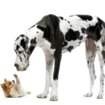 Biggest Dog Breed