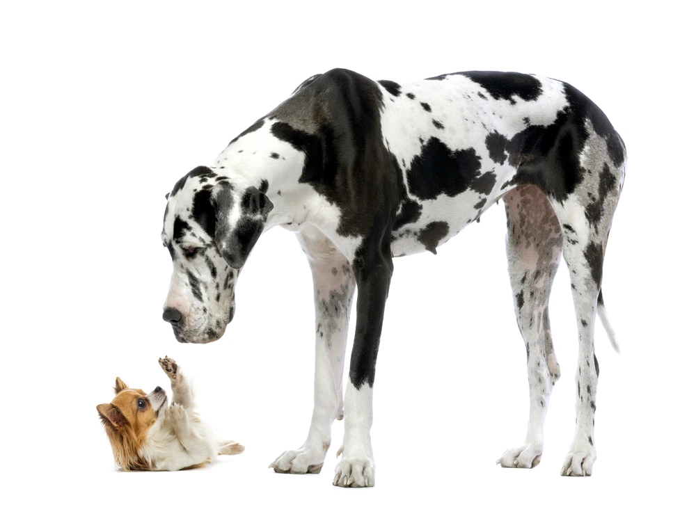 Biggest Dog Breed