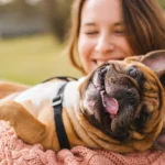 Bulldog Life Span