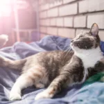 Cat Tail Wagging