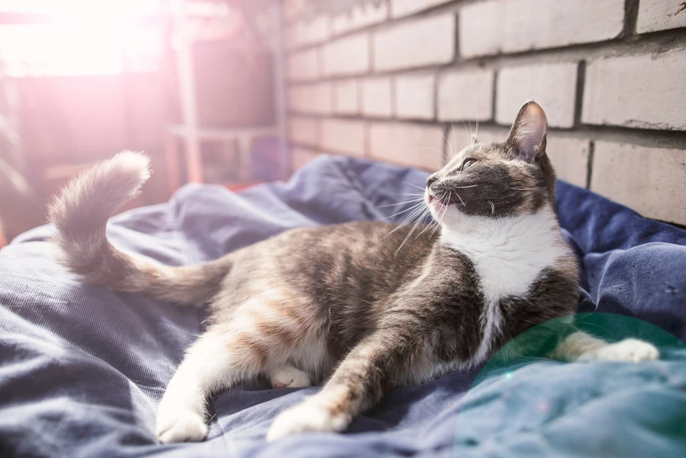 Cat Tail Wagging