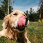 Dog Licking Lips