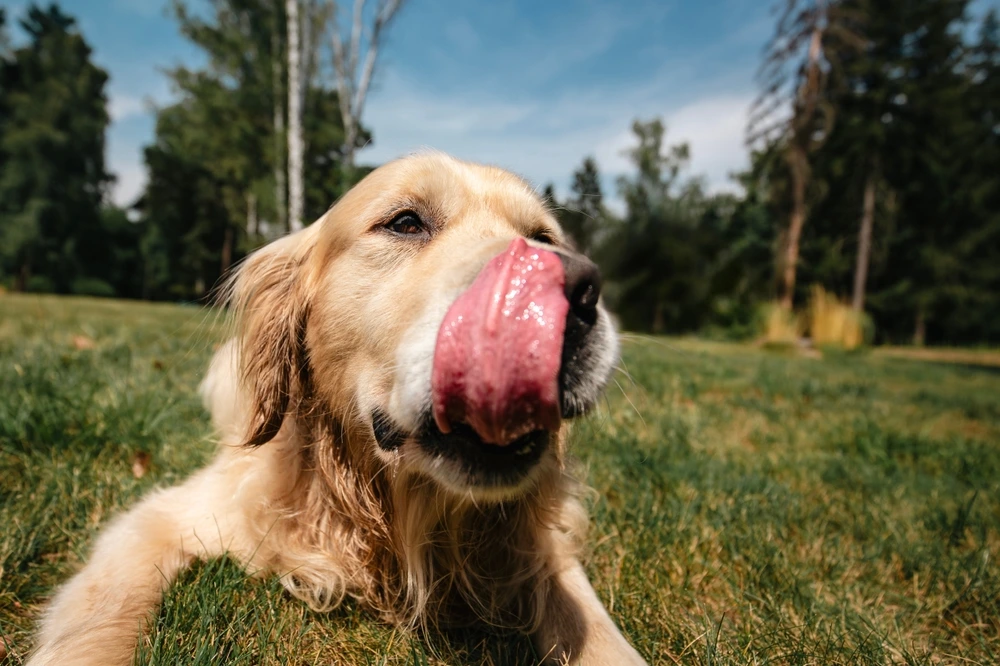 Dog Licking Lips