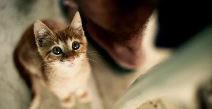 Domestic Shorthair Cat
