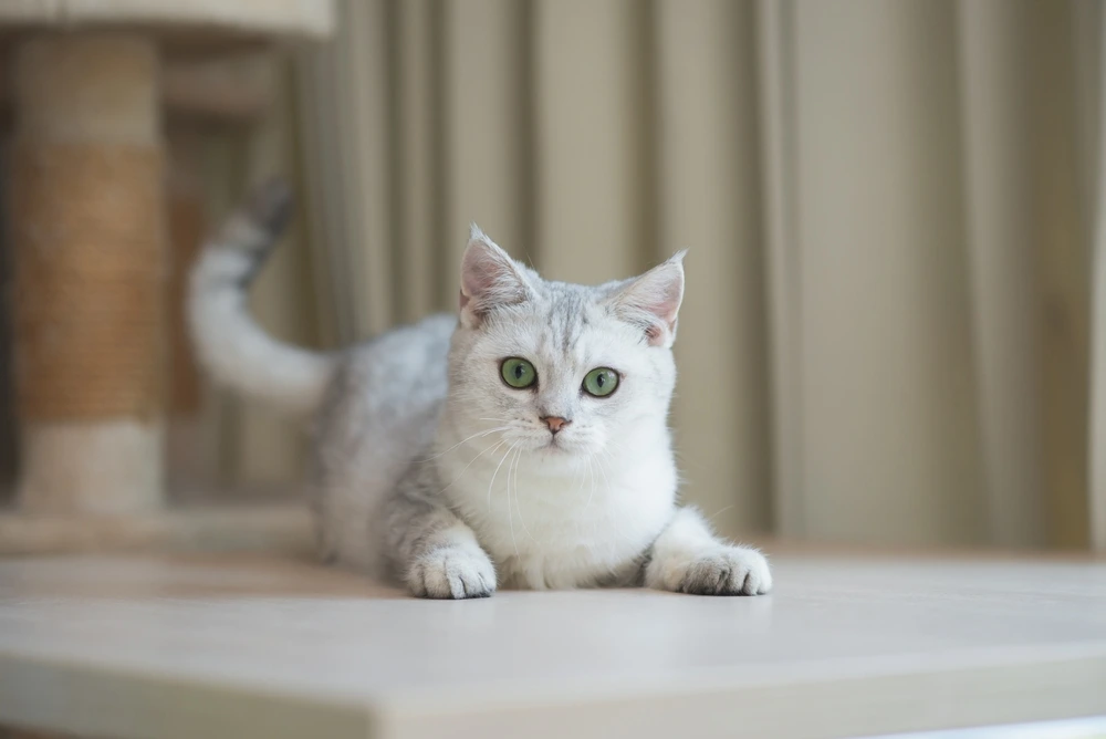 Domestic Shorthair Cat Lifespan Domestic Shorthair Cat Lifespan